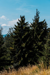 green firs near golden barley field against blue sky