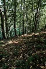 shadows on ground near trees with green fresh leaves in forest