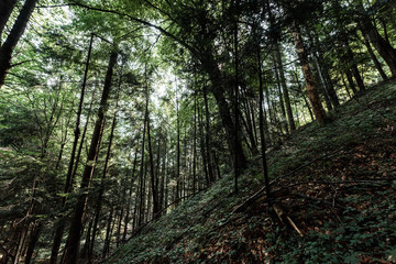 low angle view of trees with green leaves in woods