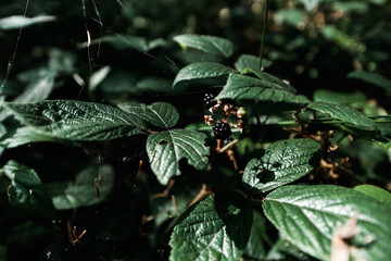 Selective focus of tasty blackberries near green leaves