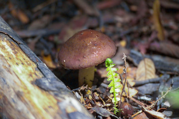 New Zealand mushroom