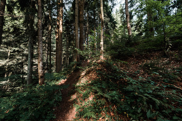 sunshine on trees with green and fresh leaves in forest