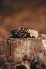 pine cones on a stump