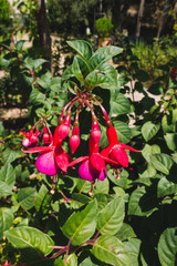 Blooming fuchsia in summer on Crete