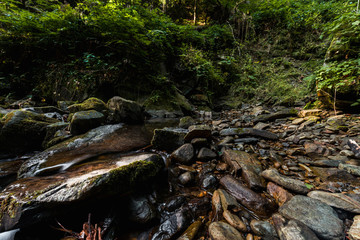 green plants near wet stones in woods