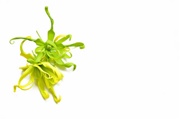 Ylang Ylang flower isolated on white background