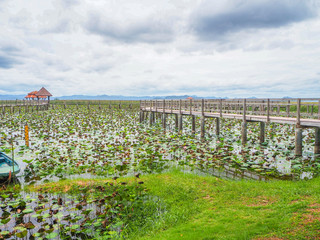 Fototapeta na wymiar Landscape lotus fields with wooden bridges stretching down to the water
