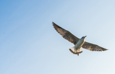 seagull in flight