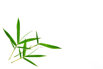 Fresh green bamboo leaves isolated on white background