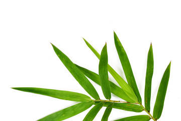 Fototapeta na wymiar Fresh green bamboo leaves isolated on white background