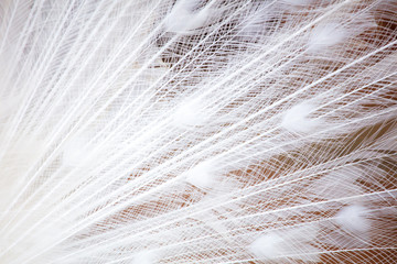 Feathers on a white peacock as an abstract background