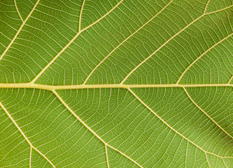 green leaf texture for background