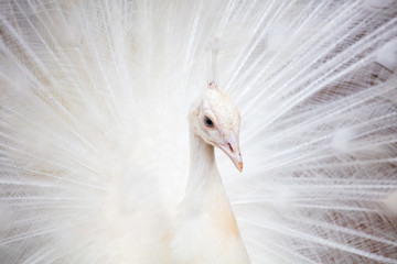 Portrait of a white peacock in the park