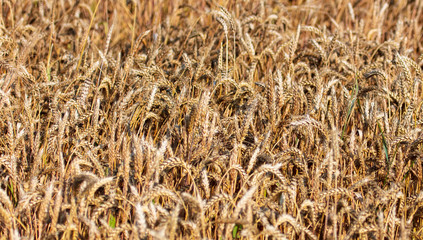 Ripe ears of wheat grow on the nature