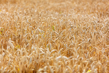 Ripe ears of wheat grow on the nature