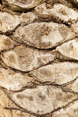 Fototapeta premium Bark on a palm tree as an abstract background