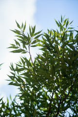 A green willow leafs in front of blue sky backgroung