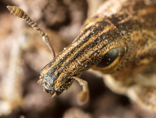 Portrait of a beetle in the ground