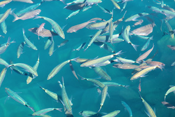 Fish in the blue water of the sea as a background