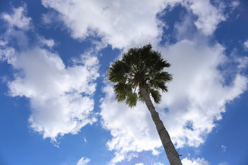 Palm tree against a perfect cloudy sky