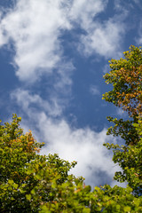 Fall colours as leaves fall against blue sky 