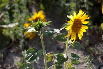 Sunflower and bee natural background