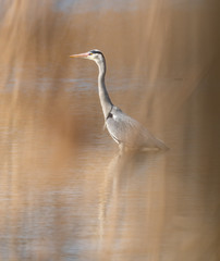 great blue heron in the water