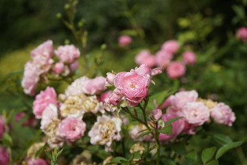 Summer flowers and plants 