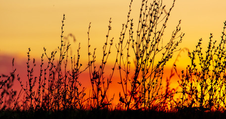 Plants in the field at sunset