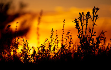 Plants in the field at sunset