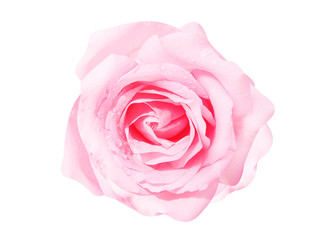 Pink rose flowers fresh sweet patterns head with water drops isolated on white background top view - obrazy, fototapety, plakaty
