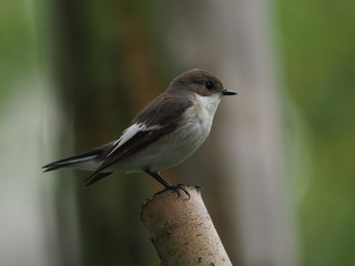 Trauerschn&auml;pper