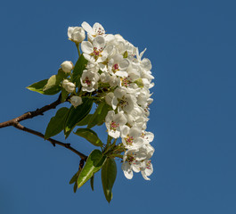 branch of cherry tree with white flowers