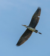 great blue heron in flight
