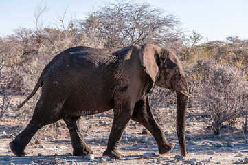 Fototapeta premium An adult African Elephant -Loxodonta Africana- walking past after having taken a bath in a waterhole.