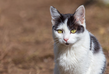 Obraz premium Portrait of a cat in the garden