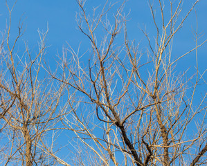 Bare branches on a tree against a blue sky
