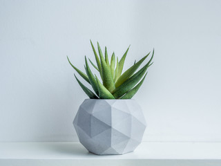 Concrete pot. Close-up green succulent plant in modern geometric concrete planter isolated on white...