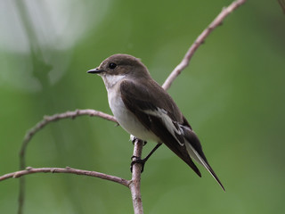 Trauerschnäpper in Feigenbaum
