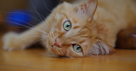 Naklejka premium 見つめる猫ちゃん