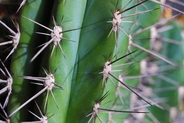 Cactus