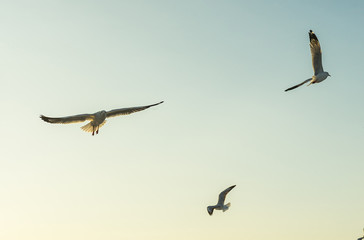 flock of seagulls flying in the sky