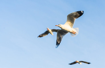 seagull flying in the sky