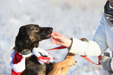 Portrait close-up of dog in santa hat on snow background.