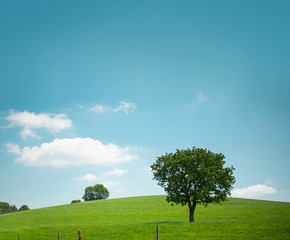 Fototapeta na wymiar Weide, Wiese mit Baum blauer Himmel & Wolken