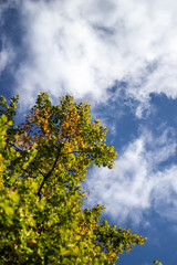 Obraz premium Fall colours as leaves fall against blue sky 