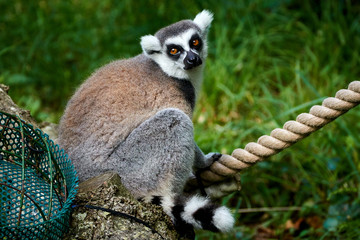 Madagascan lemur 