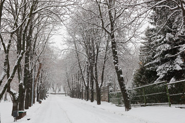 Winter Park. Landscape in snowy weather. Forest under the snow