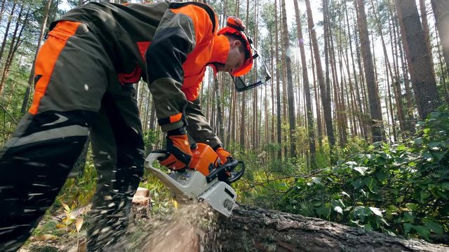 Lumberjack is using a chainsaw to cut a pine. Deforestation, forest cutting concept.