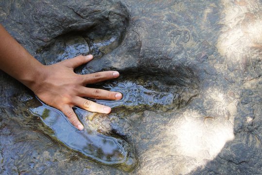 Fototapeta Hand compared to dinosaur footprints in the forest park .